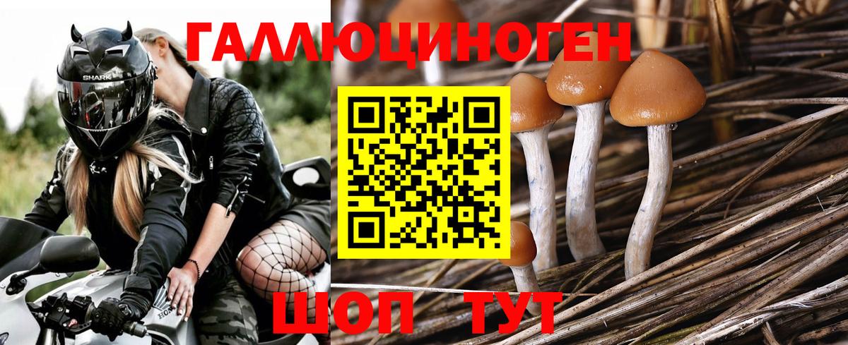 Ейск  Галлюциногенные грибы GOLDEN TEACHER  Вход с VPN 